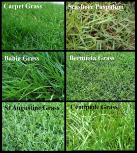Types of Grass for Orlando Lawn Irrigation - Hessenauer Sprinkler ...