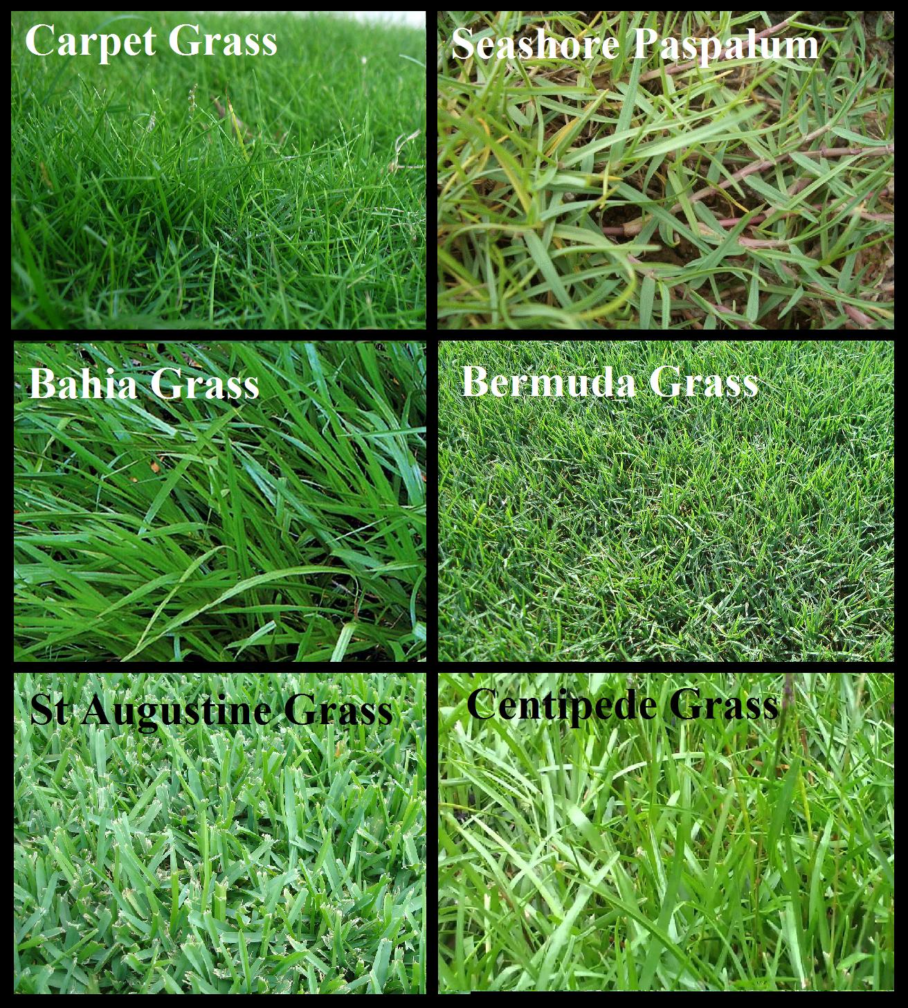 Types of Grass for Orlando Lawn Irrigation | Orlando ...