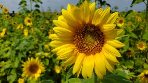 Ever Wanted a Sunflower Garden?
